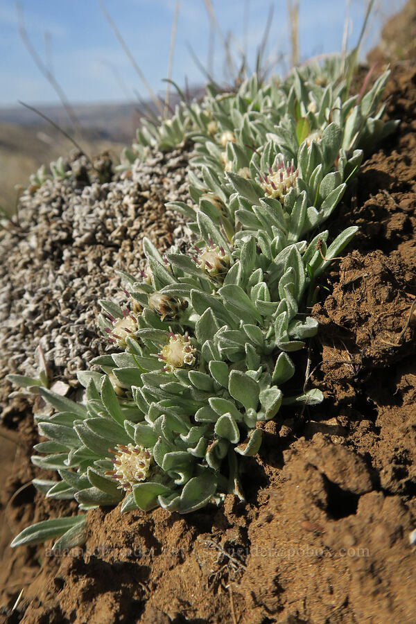 low pussy-toes (Antennaria dimorpha) [Ferry Springs Trail, Deschutes River State Recreation Area, Sherman County, Oregon]