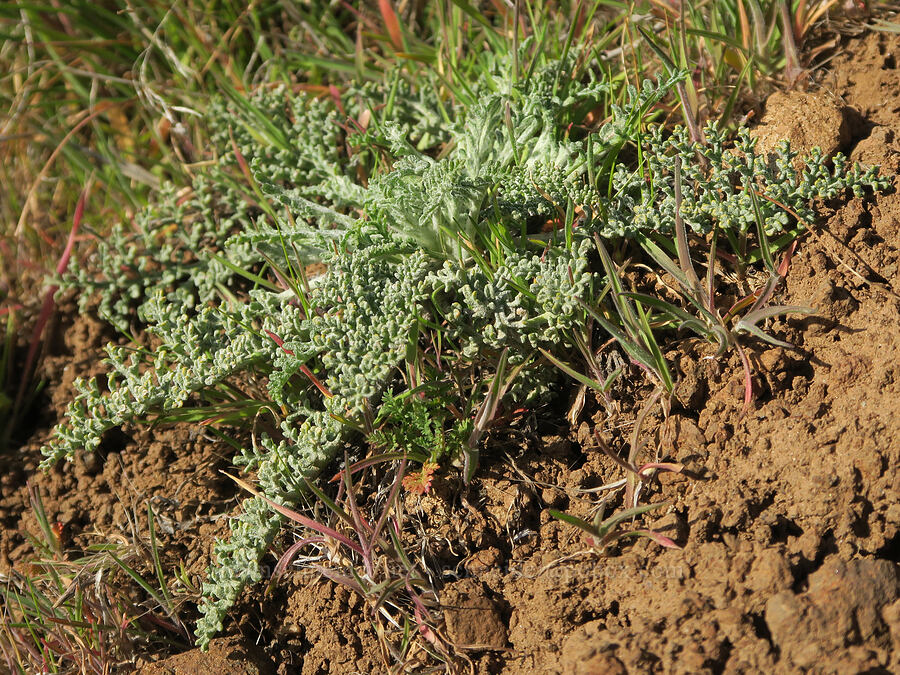 Douglas' pincushion leaves (Chaenactis douglasii) [Ferry Springs Canyon, Deschutes River State Recreation Area, Sherman County, Oregon]