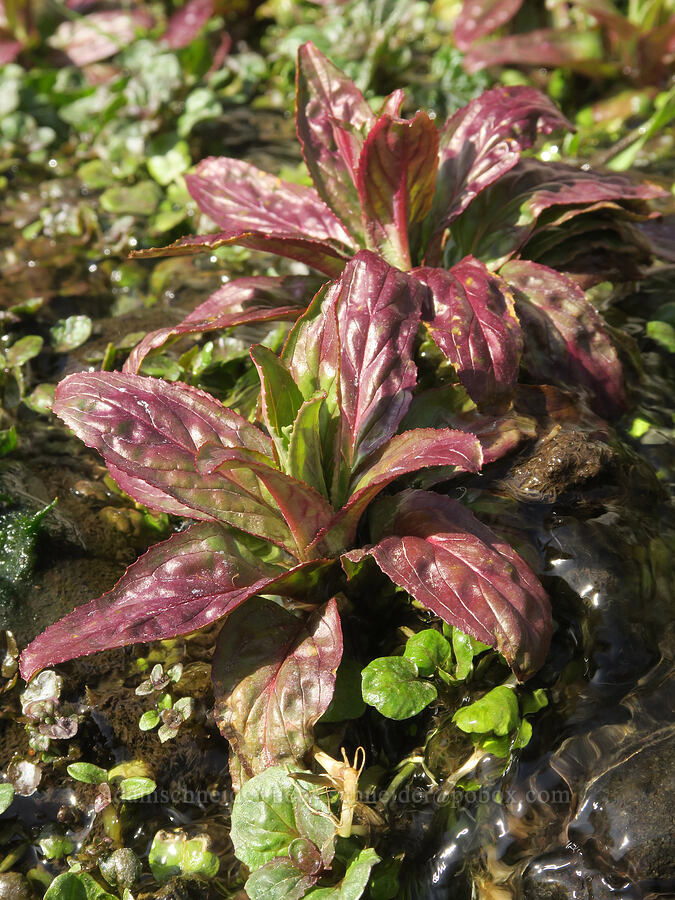 willow-herb leaves (Epilobium sp.) [Ferry Springs Canyon, Deschutes River State Recreation Area, Sherman County, Oregon]