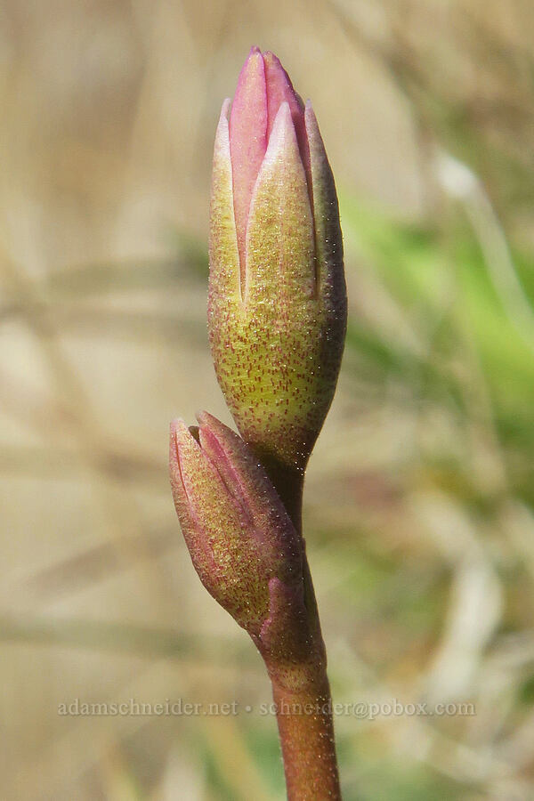 desert shooting-star, budding (Dodecatheon conjugens (Primula conjugens)) [Ferry Springs Trail, Deschutes River State Recreation Area, Sherman County, Oregon]