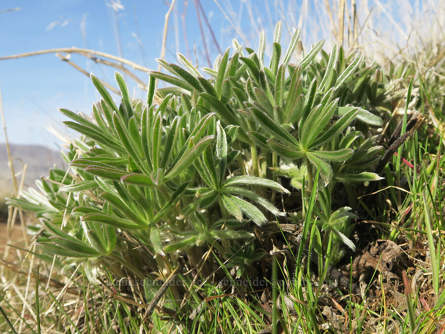 lupine leaves (Lupinus sp.) [Ferry Springs Trail, Deschutes River State Recreation Area, Sherman County, Oregon]