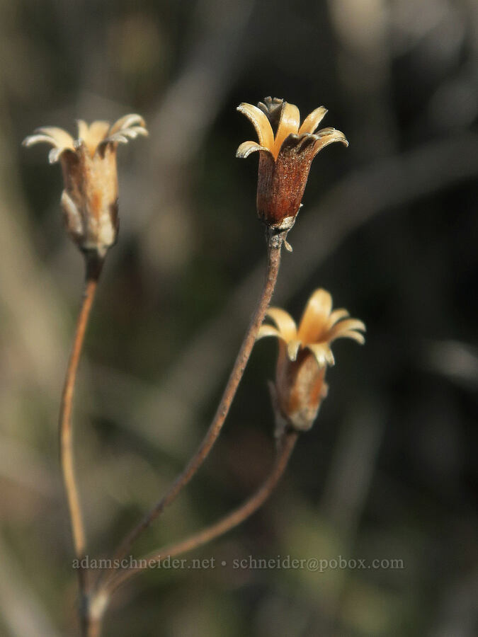 last year's shooting-star seed capsules (Dodecatheon sp. (Primula sp.)) [Ferry Springs Trail, Deschutes River State Recreation Area, Sherman County, Oregon]