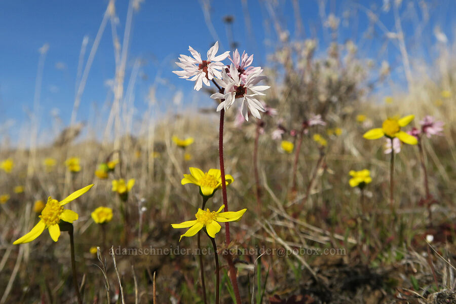 prairie stars & gold stars (Lithophragma glabrum, Crocidium multicaule) [Ferry Springs Trail, Deschutes River State Recreation Area, Sherman County, Oregon]