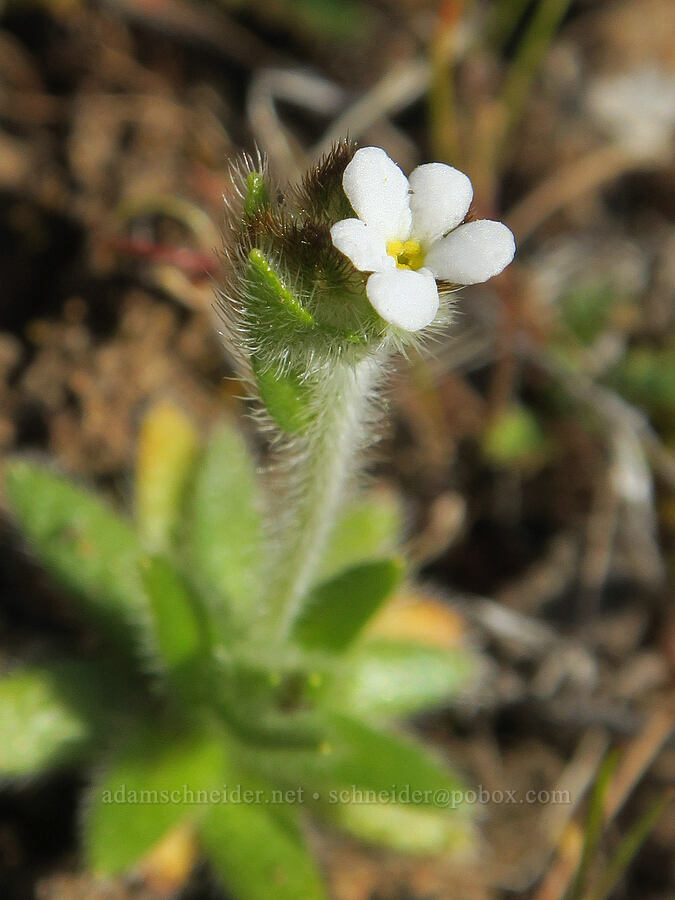 slender popcorn flower (Plagiobothrys tenellus) [Ferry Springs Trail, Deschutes River State Recreation Area, Sherman County, Oregon]