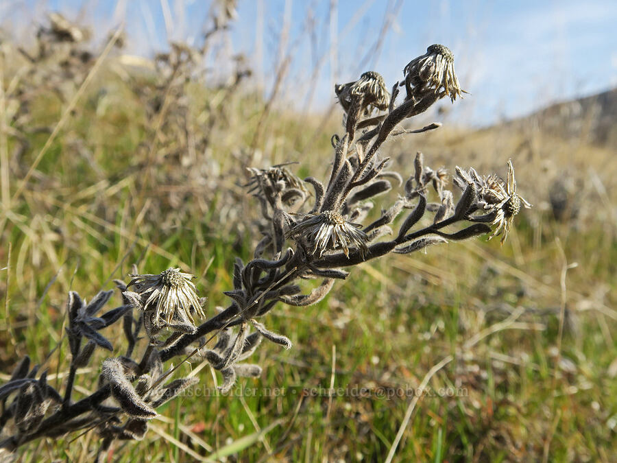 last year's golden-asters (Heterotheca hispida (Heterotheca villosa)) [Ferry Springs Trail, Deschutes River State Recreation Area, Sherman County, Oregon]