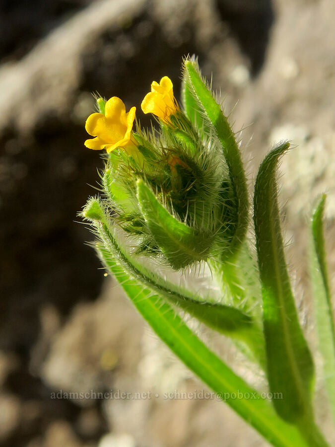fiddleneck (Amsinckia menziesii) [Riverview Trail, Deschutes River State Recreation Area, Sherman County, Oregon]
