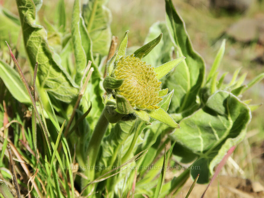 balsamroot, budding (Balsamorhiza sp.) [Riverview Trail, Deschutes River State Recreation Area, Sherman County, Oregon]