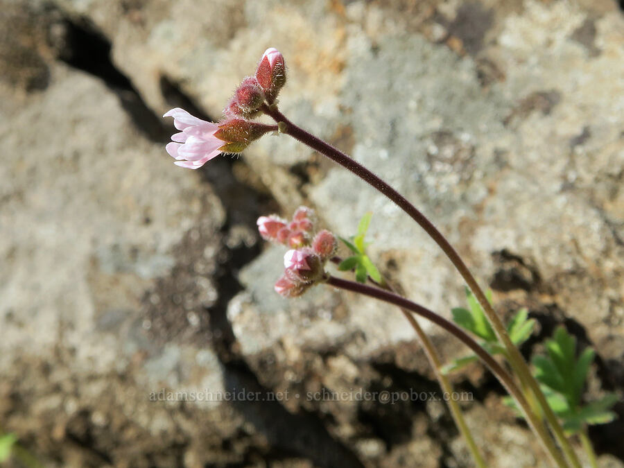prairie star (Lithophragma parviflorum) [Riverview Trail, Deschutes River State Recreation Area, Sherman County, Oregon]