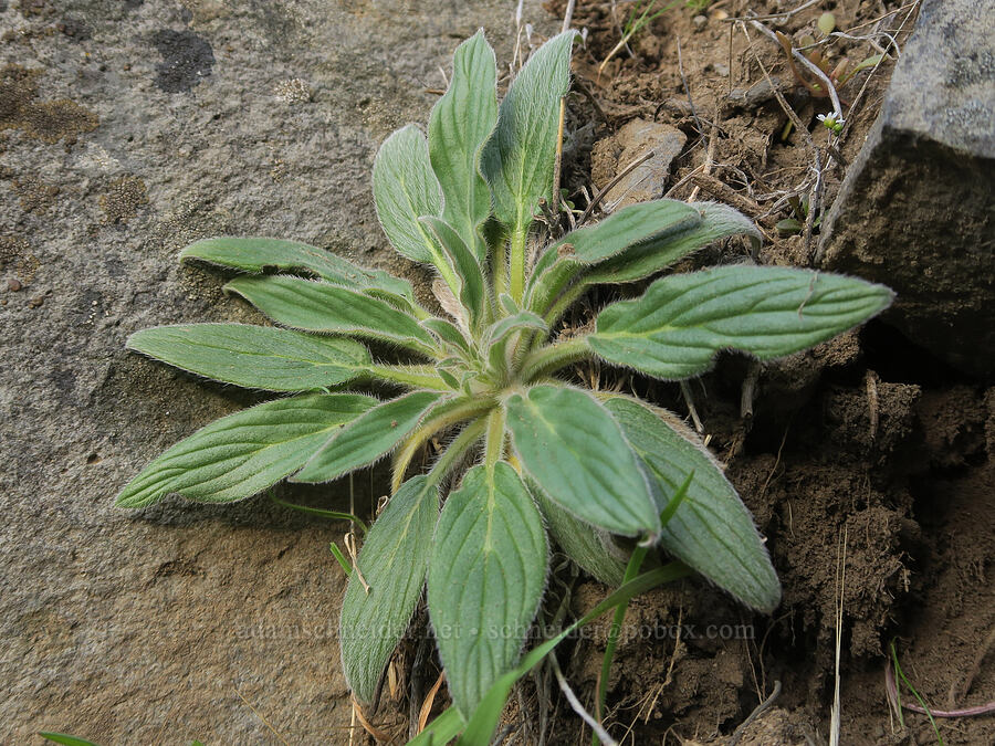 phacelia leaves (Phacelia hastata) [Riverview Trail, Deschutes River State Recreation Area, Sherman County, Oregon]