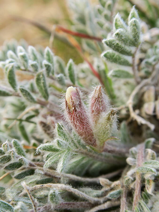 woolly-pod milk-vetch, budding (Astragalus purshii) [Riverview Trail, Deschutes River State Recreation Area, Sherman County, Oregon]