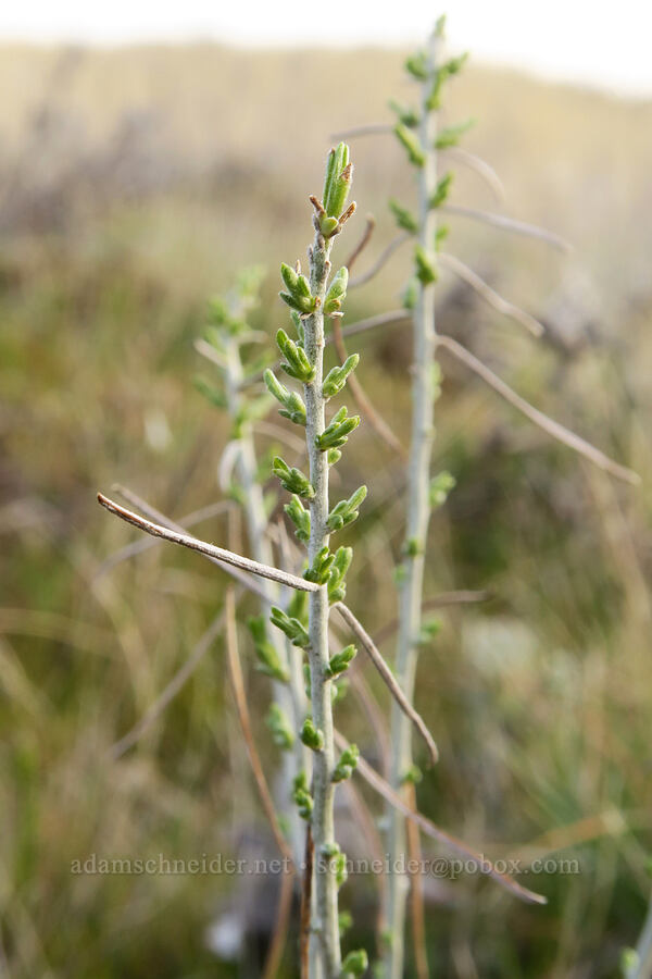 gray rabbitbrush (Ericameria nauseosa (Chrysothamnus nauseosus)) [Riverview Trail, Deschutes River State Recreation Area, Sherman County, Oregon]