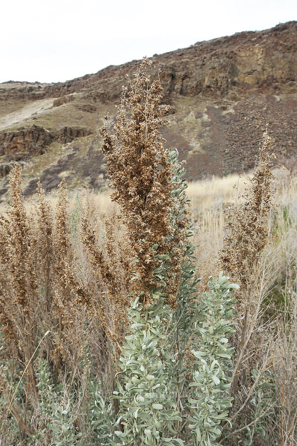 last year's sagebrush flowers (Artemisia tridentata) [Deschutes River Trail, Deschutes River State Recreation Area, Sherman County, Oregon]