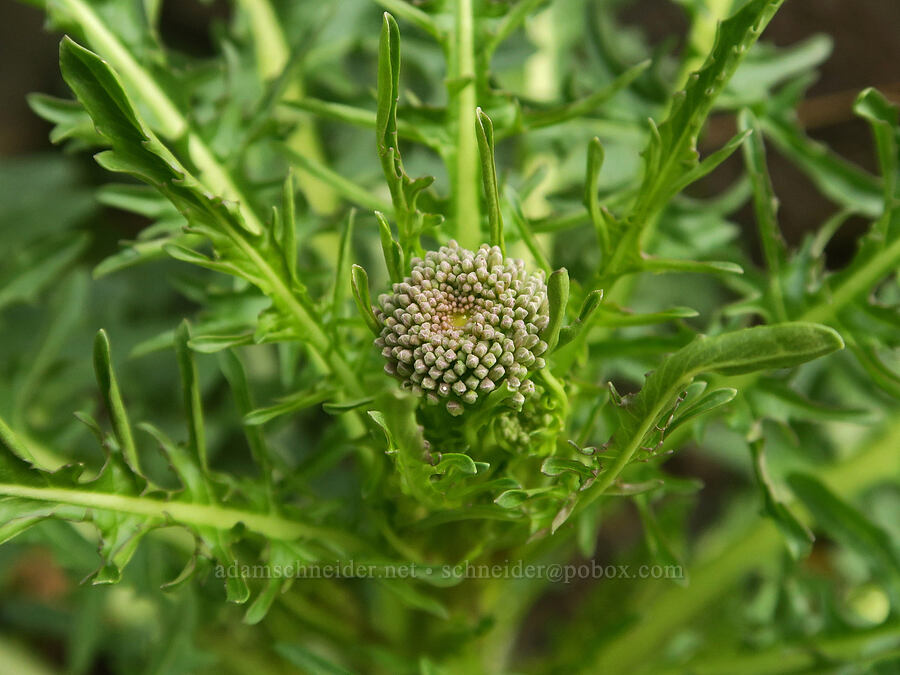 cut-leaf thelypody (Thelypodium laciniatum) [Deschutes River Trail, Deschutes River State Recreation Area, Sherman County, Oregon]