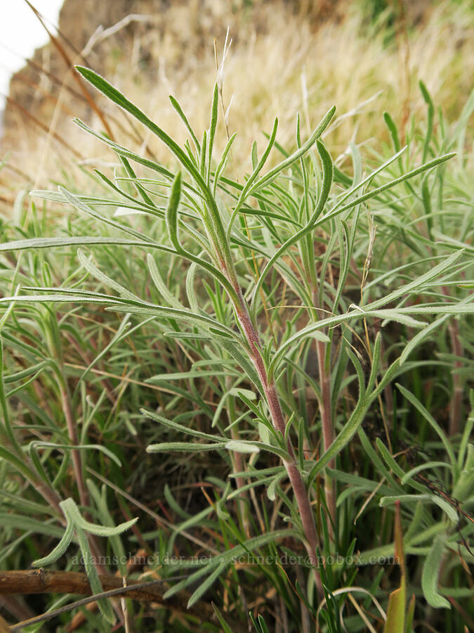 wild tarragon leaves (Artemisia dracunculus) [Deschutes River Trail, Deschutes River State Recreation Area, Sherman County, Oregon]