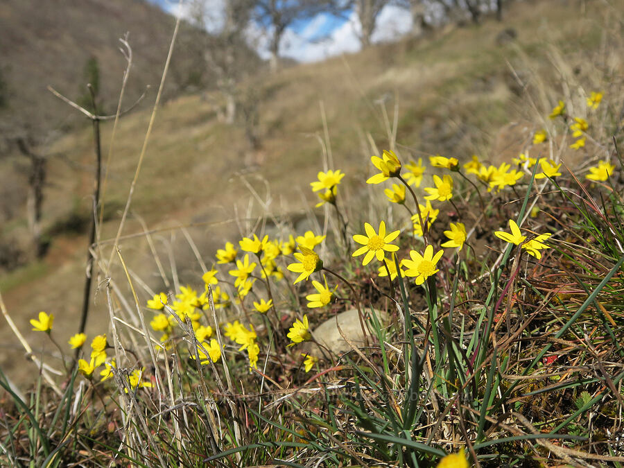 gold stars (Crocidium multicaule) [Fisher Hill Wildlife Area, Klickitat County, Washington]