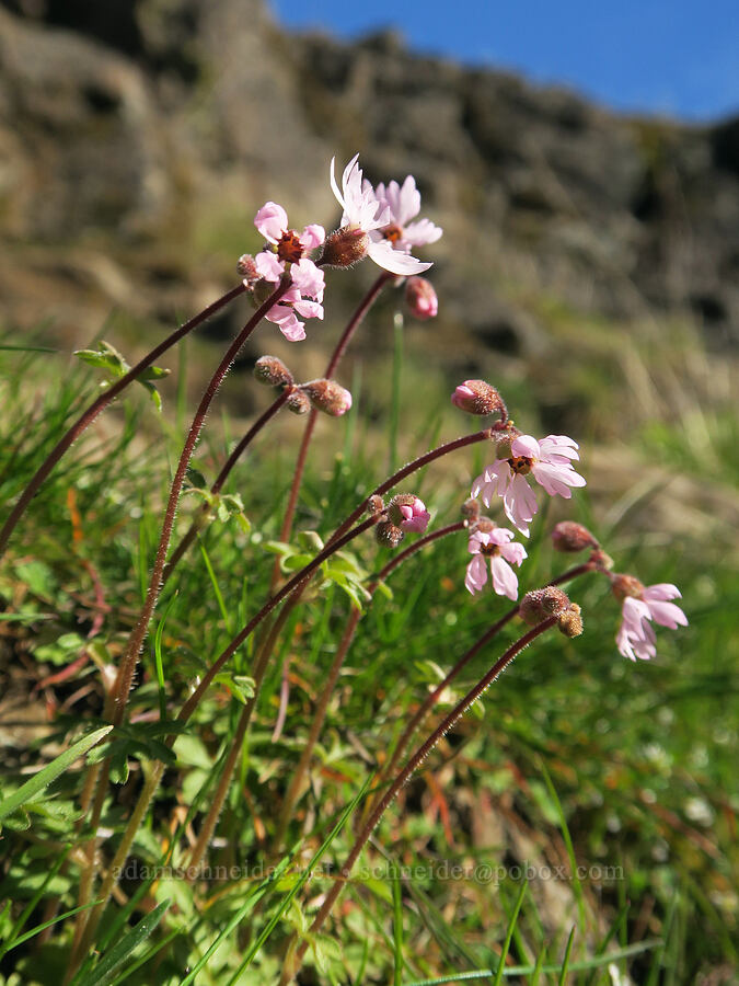 prairie stars (Lithophragma glabrum) [Fisher Hill Wildlife Area, Klickitat County, Washington]