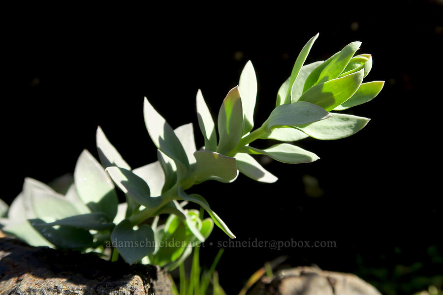 Dalmatian toadflax leaves (Linaria dalmatica) [Fisher Hill Wildlife Area, Klickitat County, Washington]