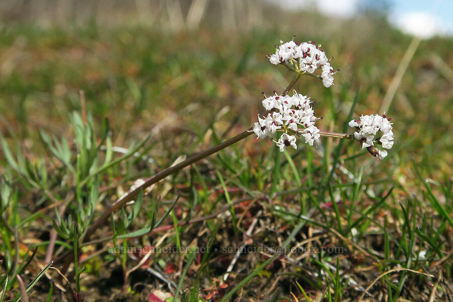 Piper's desert parsley (Lomatium piperi) [Fisher Hill Wildlife Area, Klickitat County, Washington]