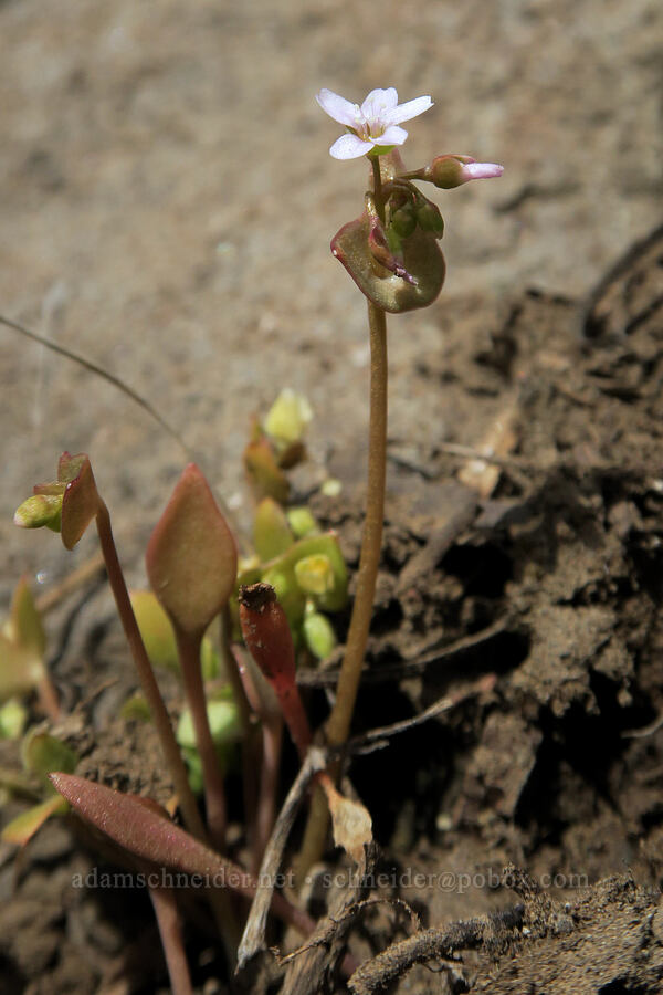 miner's lettuce (Claytonia sp. (Montia sp.)) [Highway 14, Klickitat County, Washington]