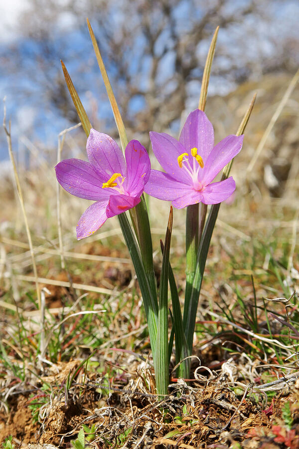 grass-widows (Olsynium douglasii) [Columbia Hills State Park, Klickitat County, Washington]