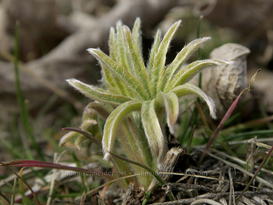 lupine leaves (Lupinus sp.) [Columbia Hills State Park, Klickitat County, Washington]