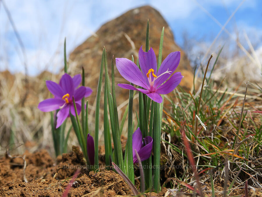 grass-widows (Olsynium douglasii) [Columbia Hills State Park, Klickitat County, Washington]