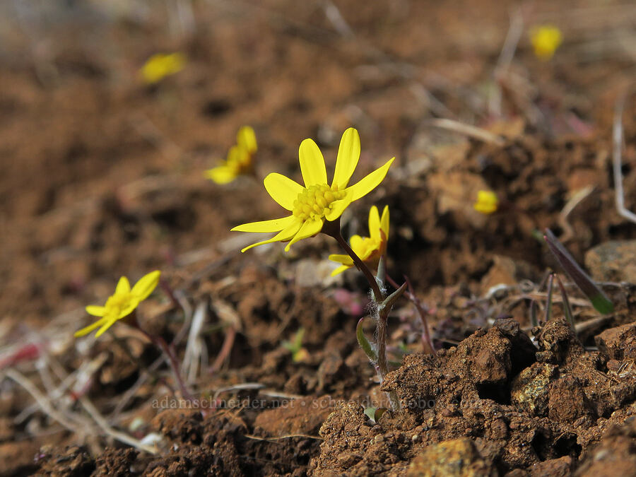gold stars (Crocidium multicaule) [Columbia Hills State Park, Klickitat County, Washington]