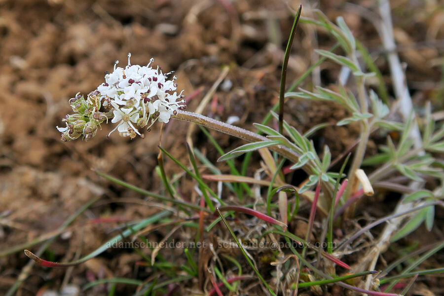 Gorman's desert parsley (Lomatium gormanii) [Columbia Hills State Park, Klickitat County, Washington]