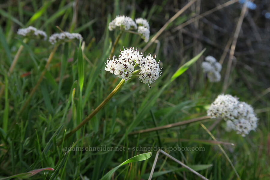 Gorman's desert parsley (Lomatium gormanii) [Seufert County Park, The Dalles, Wasco County, Oregon]