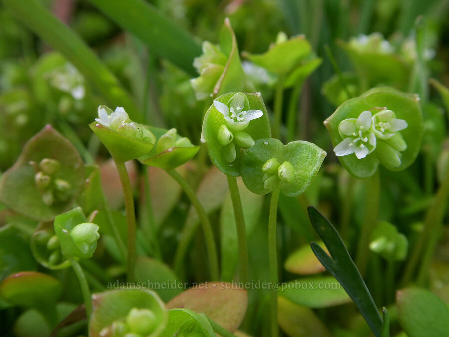 tiny miner's lettuce (Claytonia sp. (Montia sp.)) [Seufert County Park, The Dalles, Wasco County, Oregon]