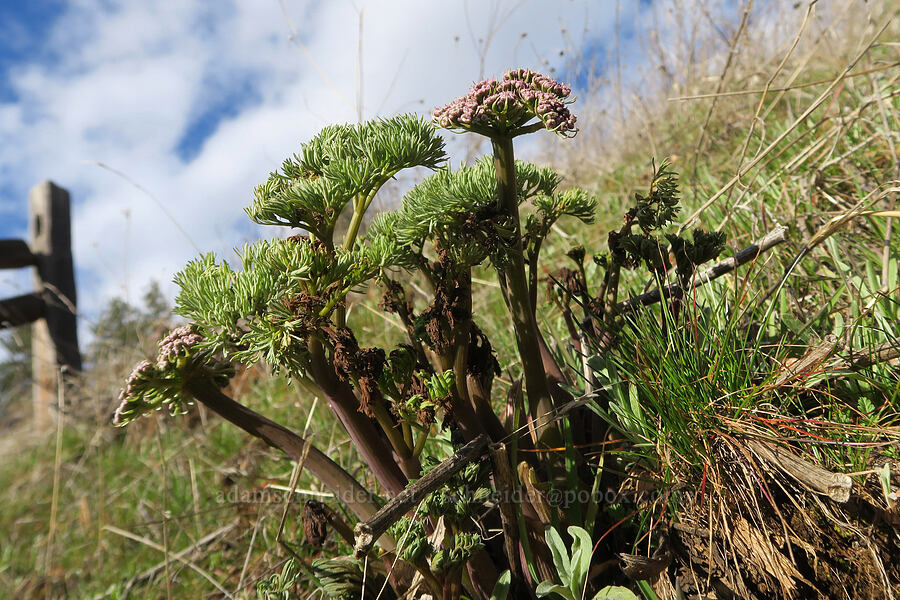 Columbia desert parsley (Lomatium columbianum) [Mosier Plateau Trail, Mosier, Wasco County, Oregon]