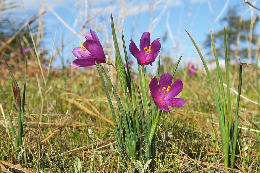 grass-widows (Olsynium douglasii) [Mosier Plateau Trail, Mosier, Wasco County, Oregon]