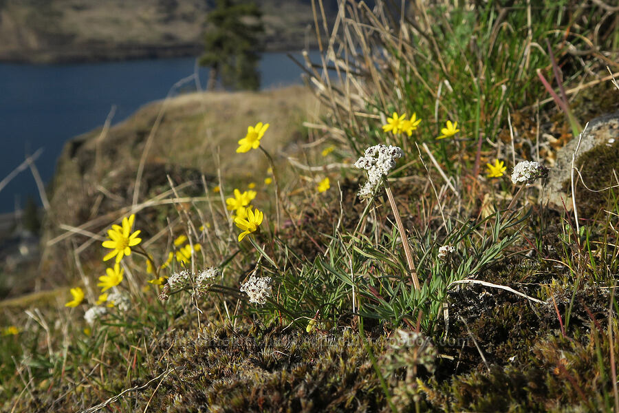 desert parsley & gold stars (Lomatium sp., Crocidium multicaule) [Mosier Plateau, Mosier, Wasco County, Oregon]