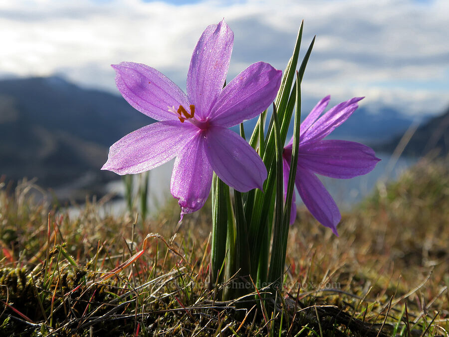grass-widows (Olsynium douglasii) [Mosier Plateau, Mosier, Wasco County, Oregon]