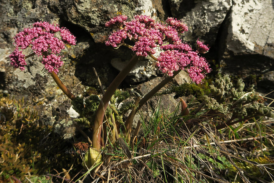 Columbia desert parsley (Lomatium columbianum) [Mosier Plateau, Mosier, Wasco County, Oregon]