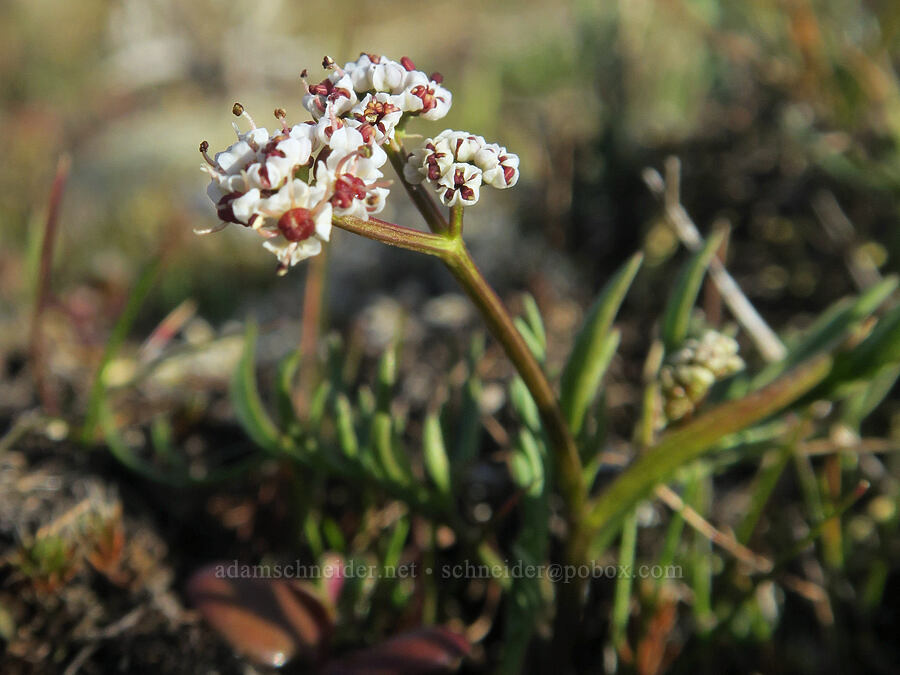 Piper's desert parsley (Lomatium piperi) [Mosier Plateau, Mosier, Wasco County, Oregon]