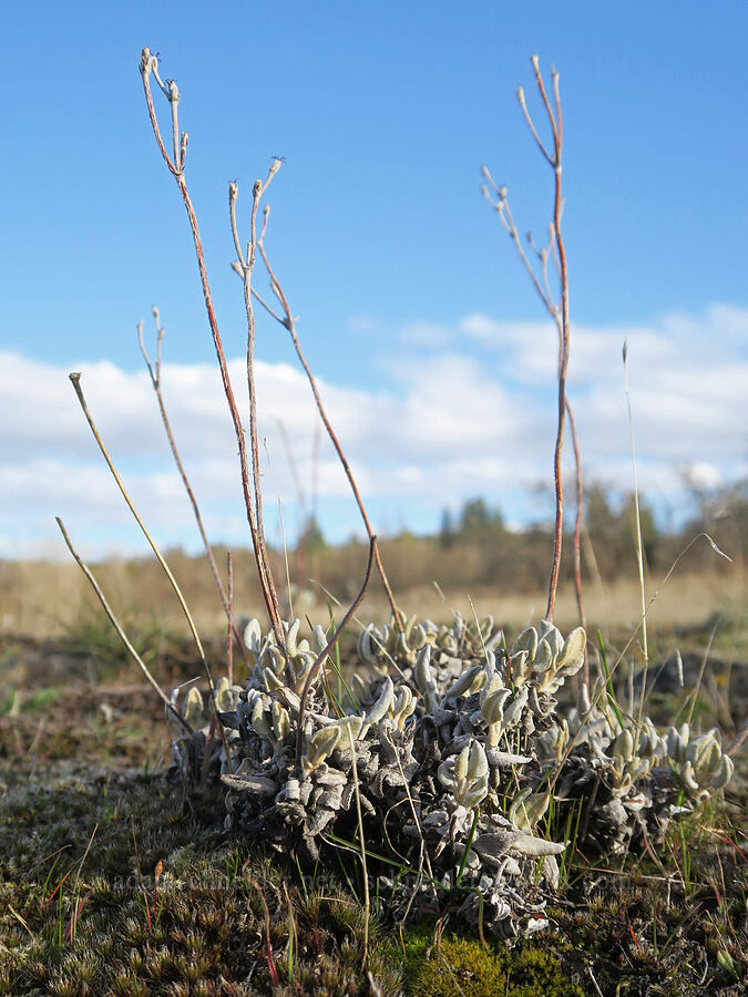 buckwheat leaves & last year's stalks (Eriogonum sp.) [Mosier Plateau, Mosier, Wasco County, Oregon]