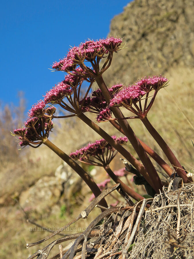 Columbia desert parsley (Lomatium columbianum) [Highway 30, Mosier, Wasco County, Oregon]