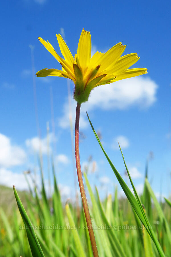 annual agoseris (Agoseris heterophylla) [BLM Bear Creek Ranch, Colusa County, California]