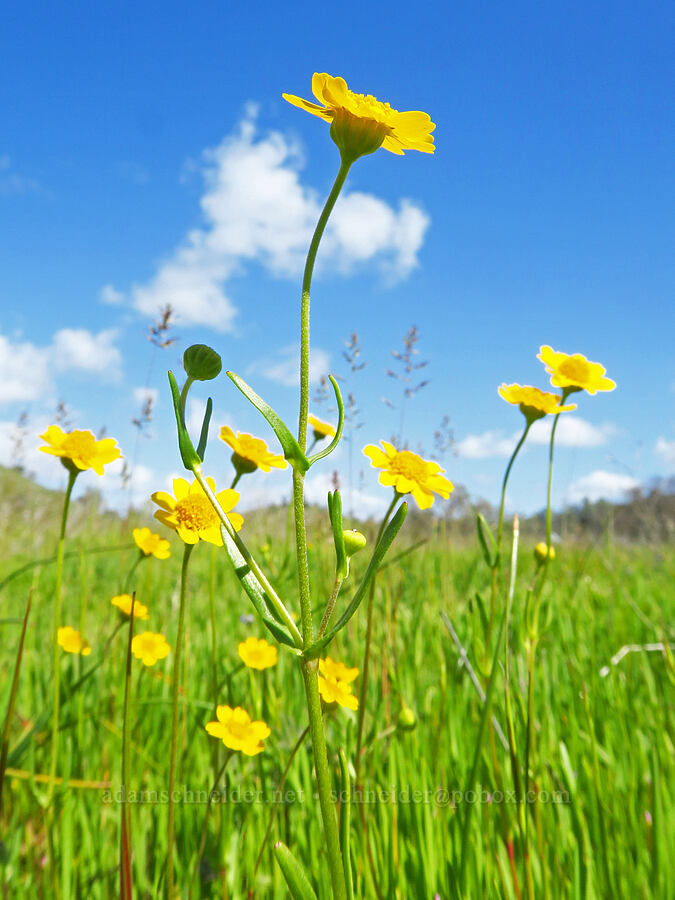 yellow-ray gold-fields (Lasthenia glabrata) [BLM Bear Creek Ranch, Colusa County, California]