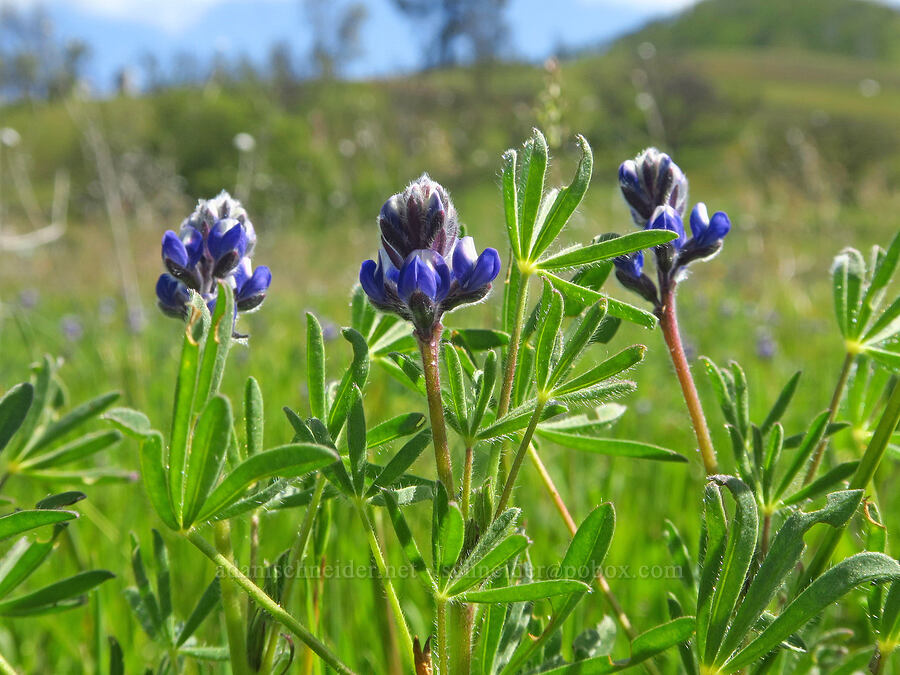 miniature lupine (Lupinus bicolor) [BLM Bear Creek Ranch, Colusa County, California]