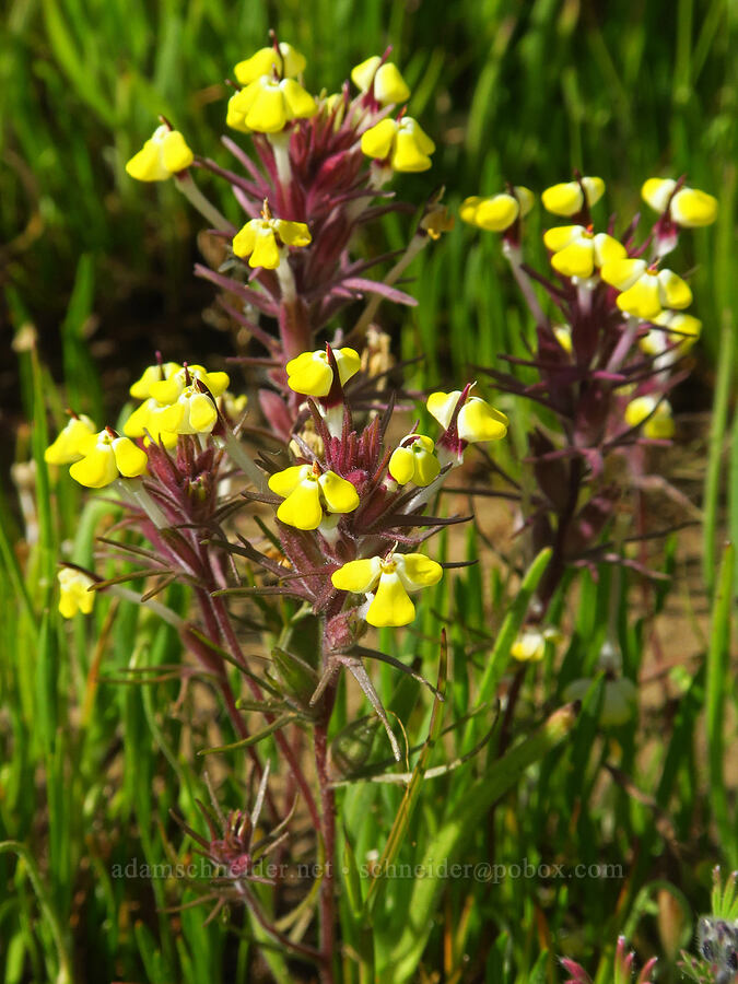 butter-and-eggs (Triphysaria eriantha (Orthocarpus erianthus)) [BLM Bear Creek Ranch, Colusa County, California]
