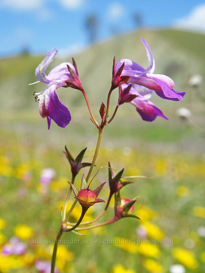 few-flowered blue-eyed-Mary (Collinsia sparsiflora var. sparsiflora) [BLM Bear Creek Ranch, Colusa County, California]