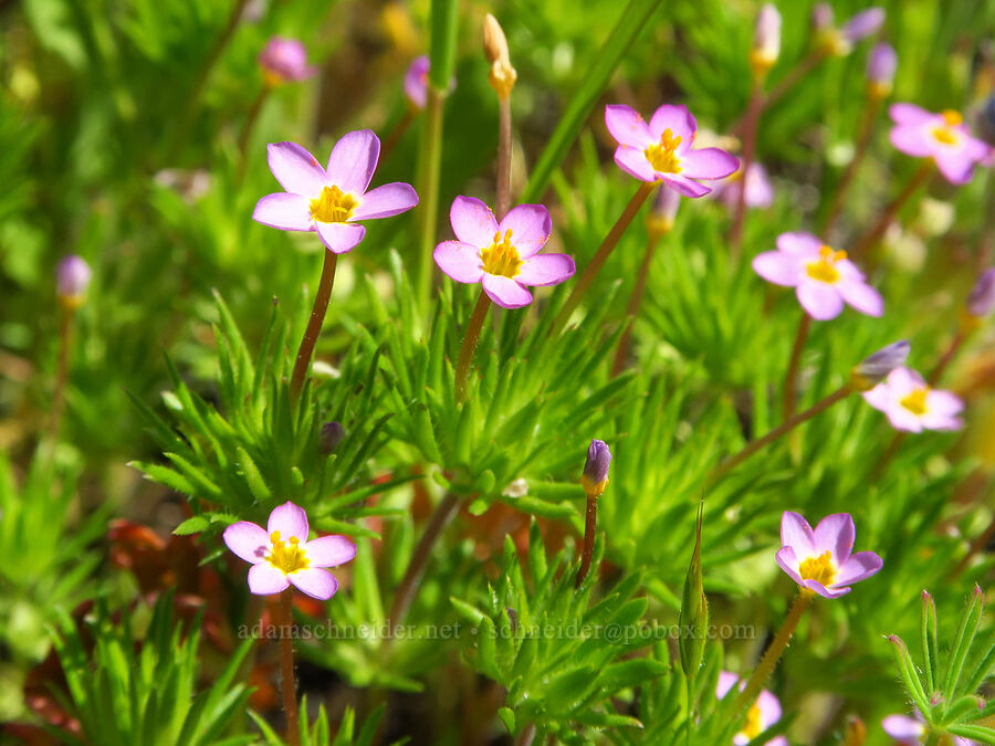baby-stars (Leptosiphon bicolor (Linanthus bicolor)) [BLM Bear Creek Ranch, Colusa County, California]
