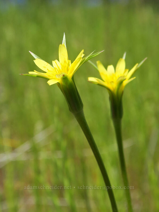 silver-puffs flowers (Uropappus lindleyi (Microseris lindleyi)) [BLM Bear Creek Ranch, Colusa County, California]
