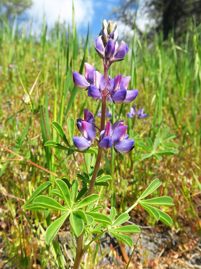 arroyo lupine (Lupinus succulentus) [BLM Bear Creek Ranch, Colusa County, California]