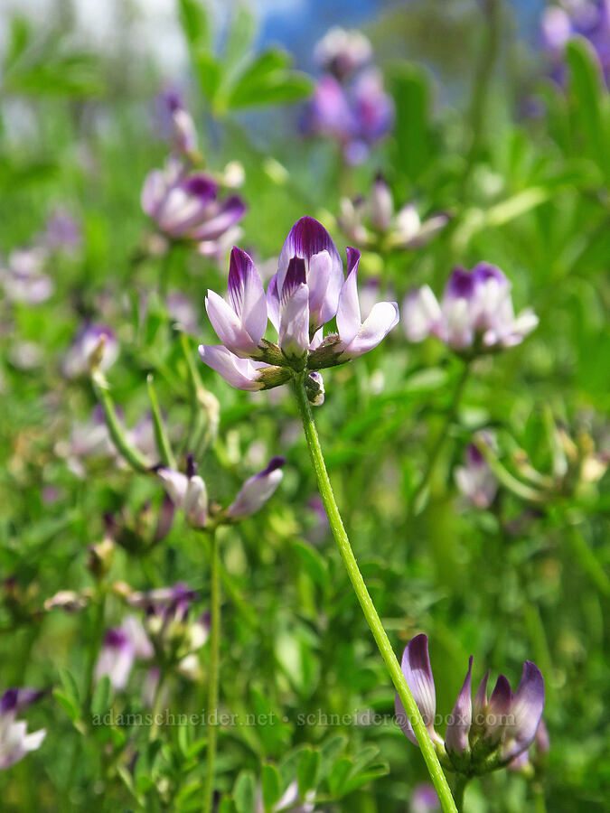 Jepson's milk-vetch (Astragalus rattanii var. jepsonianus) [BLM Bear Creek Ranch, Colusa County, California]