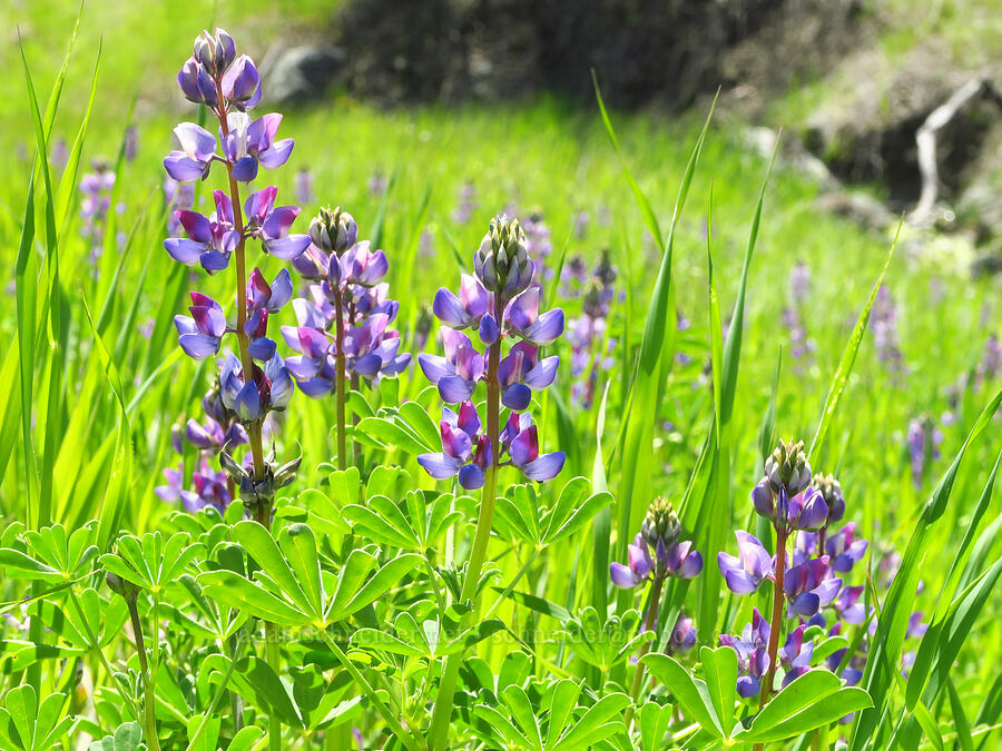 arroyo lupines (Lupinus succulentus) [BLM Bear Creek Ranch, Colusa County, California]