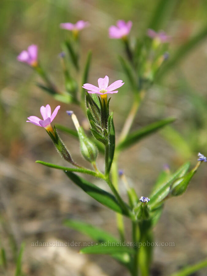 slender phlox (Microsteris gracilis (Phlox gracilis)) [BLM Bear Creek Ranch, Colusa County, California]