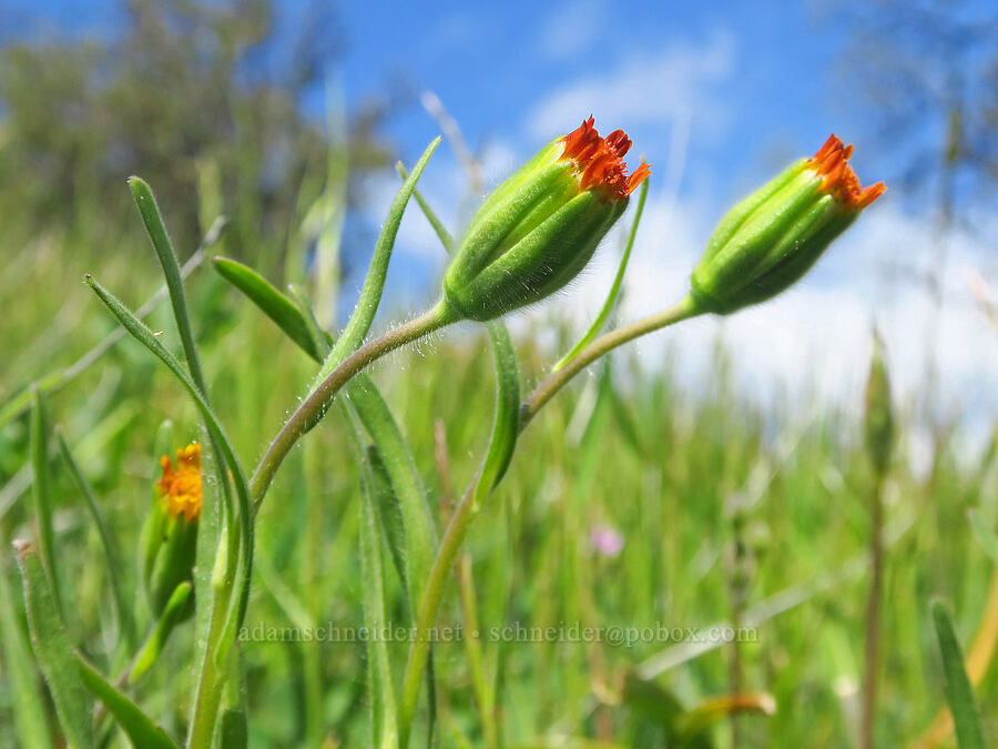 blow-wives, flowering (Achyrachaena mollis) [BLM Bear Creek Ranch, Colusa County, California]